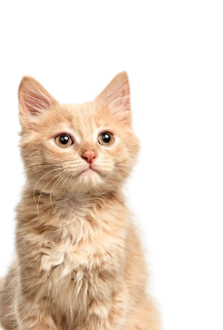 Gato